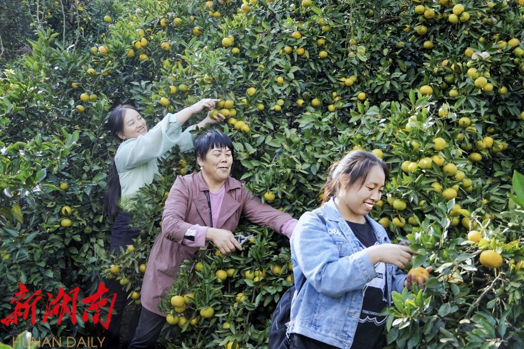 新邵袁家村:橘子熟了!硕果满园迎丰收_邵阳头条网